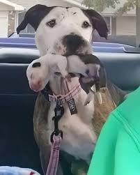 Pitbull mama survives abuse and gives birth