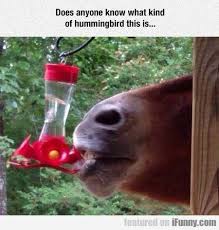 Freshest Memes Of The Day 20 Pics Funnymemes Funnypictures Humor Funnytexts Funnyquotes Funnyanimals Funny Horses Funny Animal Pictures Funny Animals