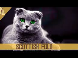 Evde Ve Apartmanda Bakilabilecek Zeki Kedi Cinsi Scottish Fold Kedi Evdebakilabilecekkediler Cat Youtube