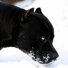 If you like to support us in this link please paypal.me/amazingthings2021 black panther pitbull dog if you like our videos give us like and follow usand if. Izobrazhenieto Mozhe Da Sdrzha Kuche I Na Otkrito Black Pitbull All Black Pitbull Scary Dogs