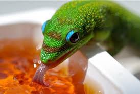 It lives in northern madagascar, and on the comoros, and has been introduced to hawaii and other pacific islands. Rock On Gold Dust Day Gecko Gecko Hawaii Hawaii Pictures