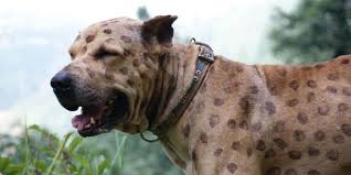 Bully Kutta The Beast From The East Animalso See more of bully kutta & other large dog breeds on facebook. bully kutta the beast from the east