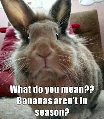 Bananas Are Always In Season 01 12 19 Cute Baby Bunnies Funny Rabbit Cute Animals