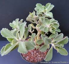 Image result for Coleus neochilus