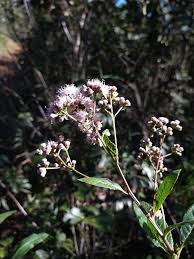 Image result for Vernonanthura polyanthes