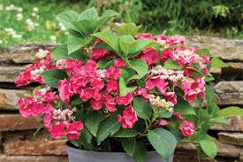 » search the hydrangeas database: Find Plants Page 104 Wholesale Nursery Supplies Plant Growers In Oregon Nursery Guide
