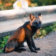 Guy Earns The Trust Of A Black And Orange Fox Shares 20 Stunning Pics Bored Panda Foxes are very social creatures that live in packs. and orange fox shares 20 stunning pics