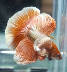 Pin By Renata Skuodyte On Betta Zuvytė Betta Fish Types