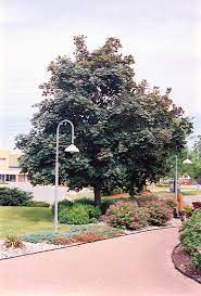 Buy maple tree trees and get the best deals at the lowest prices on ebay! Deborah Norway Maple Acer Platanoides Deborah In Burlington Waterdown Dundas Ontario Ontario On At Connon Nurseries