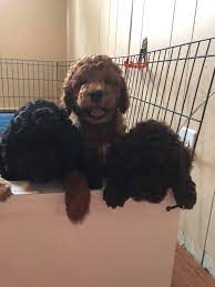 ***** we will have litters of miniature and medium labradoodle puppies available to go home in 2021. Gold Coast Labradoodles