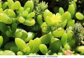 Image result for Aizoaceae