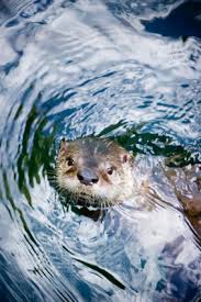 Image result for organisms and their environment