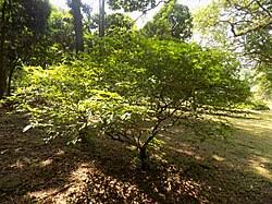 Image result for Tabernanthe elliptica