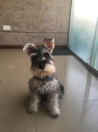 Black And White Mini Schnauzer Puppies Pin By Bonnie On Schnauzer Schnauzer Puppy Schnoodle Dog Miniature Schnauzer Puppies