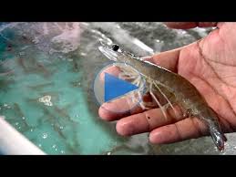 Udang Putih Harimau Jadi Rebutan Youtube