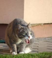 Pin On For A Catastic Day