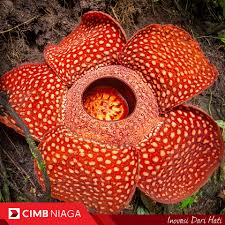 Pokok bunga bangkai atau nama botaninya (amorphophallus titanum) merupakan tumbuhan dari famili (araceae) tempatan di sumatera, indonesia, yang terkenal sebagai tumbuhan dengan bunga (majmuk) terbesar di dunia, meskipun catatan menyebutkan bahawa kerabatnya, a.gigas. Cimb Niaga On Twitter Cimb Niaga Friends Coba Tebak Apa Nama Bunga Terbesar Di Dunia Dari Bengkulu Ini Cimbniagatrivia