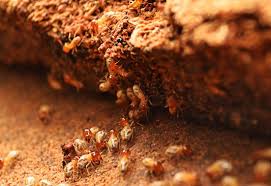 Self storage in peoria, az 85382 | storage solutions. Pest Control Termite Control In Goodyear Az Rid A Bird Pest Control Termite Control