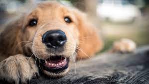 Revealed Why Do Dogs Have Whiskers Purina