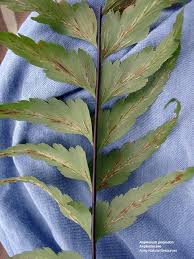 Image result for Asplenium mannii