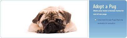 Join the denver pug club!!! Colorado Pug Rescue Improving The Lives Of Homeless Pug Dogs