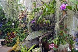 Pada kesempatan kali ini saya akan bunga adalah sebuah tumbuhan yang digemari di seluruh dunia karena tampilannya yang indah dan cantik yang sangat sedap dipandang mata. Ide Desain Taman Bunga Anggrek Unik Mempesona