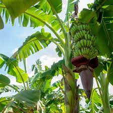 I don't think jacaranda is a fruit or nut tree, but it looks like the hardiness zone is more tropical at. A Guide To Ice Cream Banana Trees This Old House