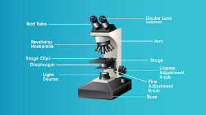 How to draw a microscope, step by step? Student S Guide How To Use A Light Microscope