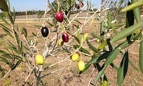 Some of the trees to plant for your alabama yard include: Gardening Alabama Living Magazine
