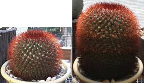Some cacti, the gymnocalycium mihanovichii notably among them, tend toward red anyway, and in full sun they go full red. A Small Collection 2015 And Beyond Page 35 Cactiguide Com