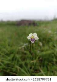 Image result for Asystasia intrusa