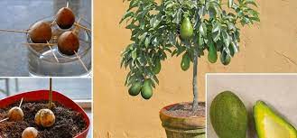 Growing an avocado from seed is the slowest and least reliable way to get true (same as the parent) fruit. How To Grow An Avocado Tree From Seed The Garden Magazine