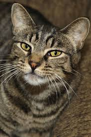 Domestic Shorthair Cat Breed Cool Cat Tree House Beautiful Cats Cat Breeds Cute Cats And Dogs