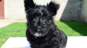 Scottish terrier puppies for sale. Scottish Terrier Price Temperament Life Span
