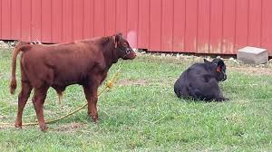 Irish Dexter Home School Time At Our House Dexter Cattle Mini Cows Breeds