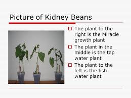 Check spelling or type a new query. Recording Kidney Bean Growth Project Over A Period Of Four Weeks Ppt Video Online Download