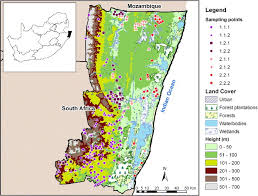 Image result for Enteropogon monostachyos