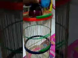 Membuat kandang burung dari barang bekas menjadi nilai jual semakin maraknya penghobi atau orang yang memelihara. Membuat Sangkar Burung Dari Bahan Bekas Youtube