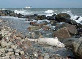 Wer schweinswale entdecken will, braucht entweder krasse adleraugen, oder sehr viel geduld. Weisser Ostsee Schweinswal Auf Fehmarn Tot Angestrandet Gesellschaft Zur Rettung Der Delphine E V Pressemitteilung Lifepr