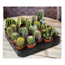 Please choose a different date. Buy Plant House Livecactus Succulent Mix Bunch Of 8 Mix Cactus Succulent Decorative Plants With Pot Online Get 63 Off