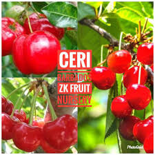 Check spelling or type a new query. Anak Pokok Ceri Barbados Shopee Malaysia