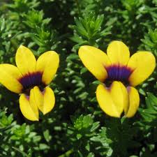 Image result for Monopsis