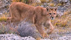 Pumas are solitary cats and have the largest ranges of all wild terrestrial mammals in the western hemisphere. Washington Puma Attackiert Radfahrer Dessen Freund Will Fluchten Und Wird Letztlich Als Einziger Getotet Stern De