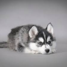 Jiji.ng more than 84 siberian husky dogs & puppies are waiting for you buy your future friend today ▷ prices are starting from ₦ 50,000 in nigeria. Djzyrwnpybpkxm