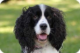References from previous buyers are gladly provided. Midland Mi English Springer Spaniel Meet Verde A Pet For Adoption