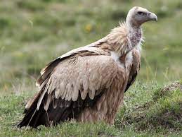 Also known as the himalayan griffon vulture, these vultures are usually seen in mountainous regions of countries like mongolia. Himalayan Griffon Himalayan Vulture Ebird