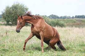 Can Horses Really Sleep Standing Up Pony Dreams