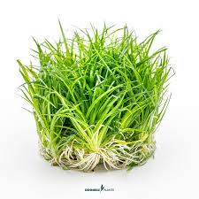 Image result for Eriocaulon africanum