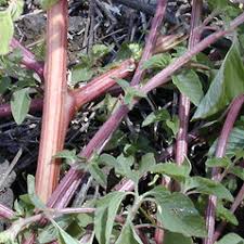 Image result for Amaranthus hybridus