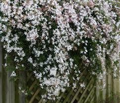 Image result for Jasminum multiflorum